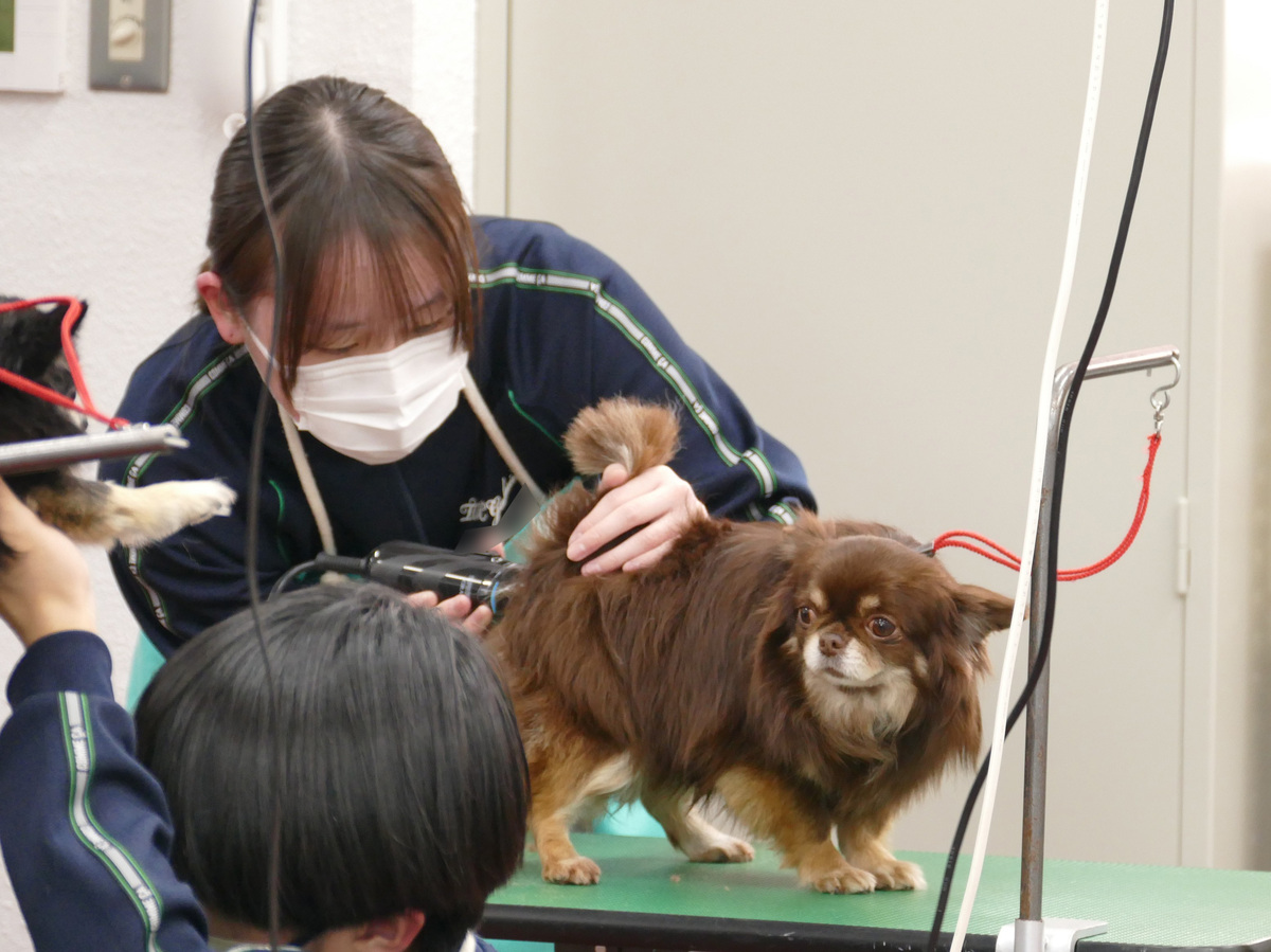 トリマー検定（ペット総合コース）